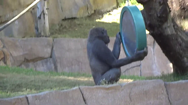 Gorilla Winston family 12152018　ゴリラ　ウィンストン家族　サンディエゴサファリパーク