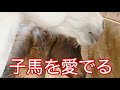 愛しい子馬とお母さんを優しく可愛がるだけの動画【乗馬・馬術】I love you【Horse Communication Japan】