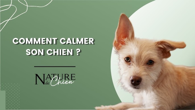 Mon chien ne revient pas au rappel - Méthode du sifflet 