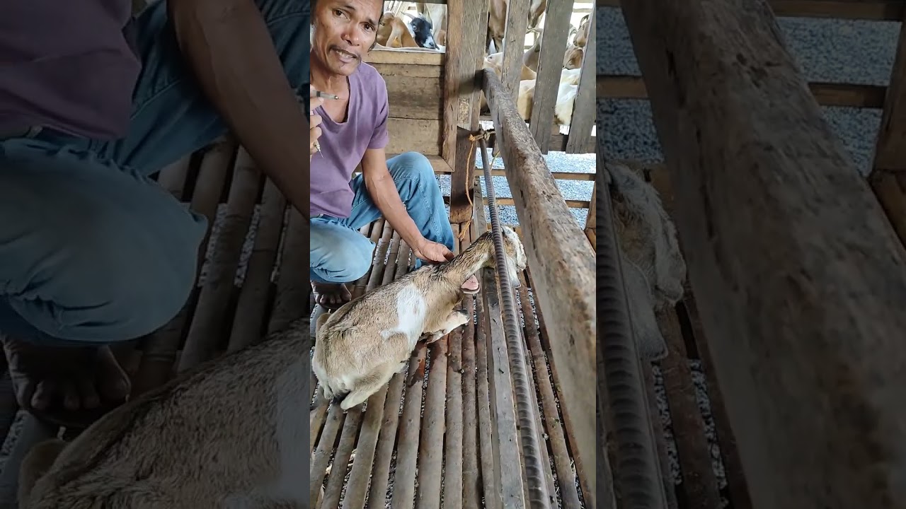 pano gamotin ang na lo lumpong kambing dhil sa sakit or dulot ng subrang bolati