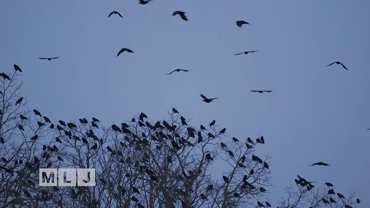 Intelligenza e socialità dei corvi: un'immagine affascinante