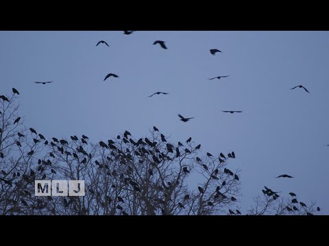 Video: Vad heter en grupp kråkor?