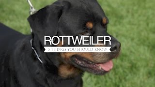 ROTTWEILER FIVE THINGS YOU SHOULD KNOW