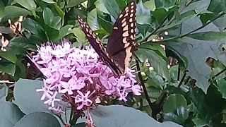 Palamedes Swallowtail Butterfly Enjoyed The Nectar Of Clerodendrum Bungei