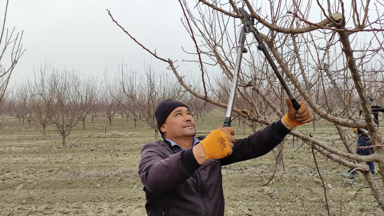 Повулгонлик богбонлар.Абрезка(шакл) ишлари.