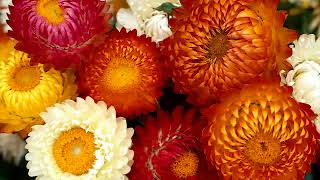 Get to Know Strawflower - Sun-Loving Plants