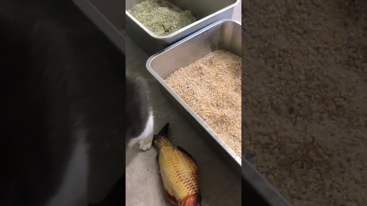 Our working buddy🥰Cute Sushi 