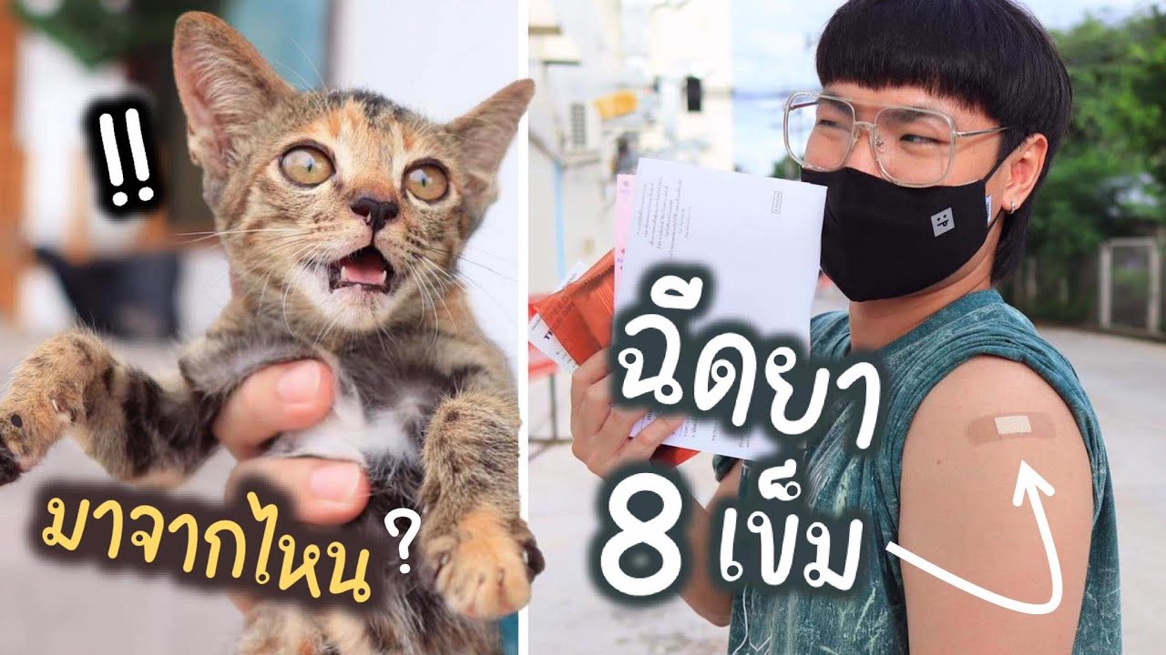 แมวที่ไหนแอบขึ้นรถมาเนี่ย? เรื่องวุ่นๆกับเจ้าเหมียว!!