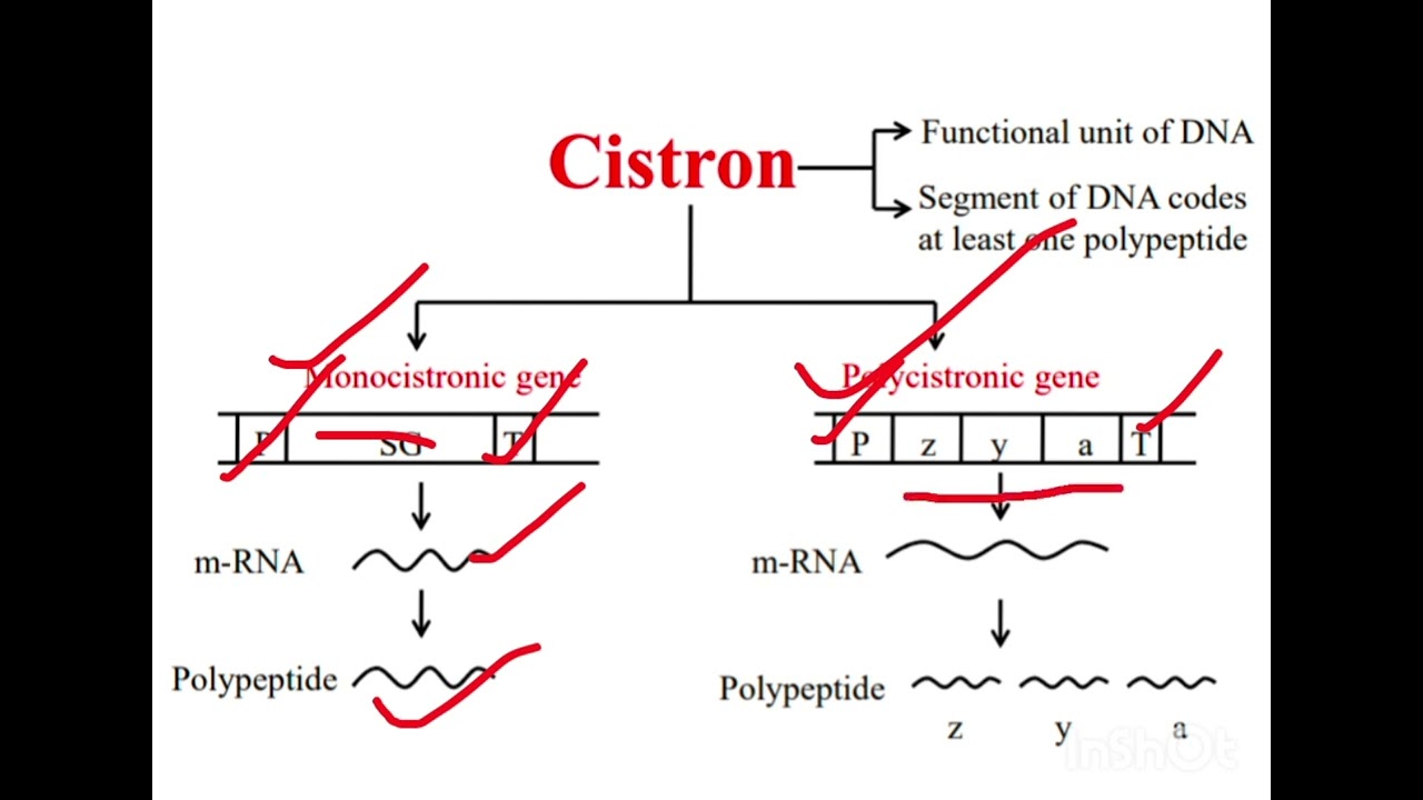 Cistron