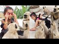 the most stylist and entertaining video between langoors and this little girl make you happy