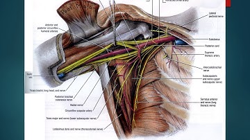 Brachial plexus ppt