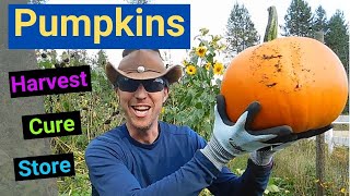 How to Harvest, Cure and Store your Pumpkins, Tips and Tricks, Simple Easy way