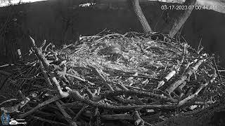 Hanover, PA Live Streaming Bald Eagle Nest Webcam   HDOnTap com — Mozilla Firefox 2023 03 17 07 00 2