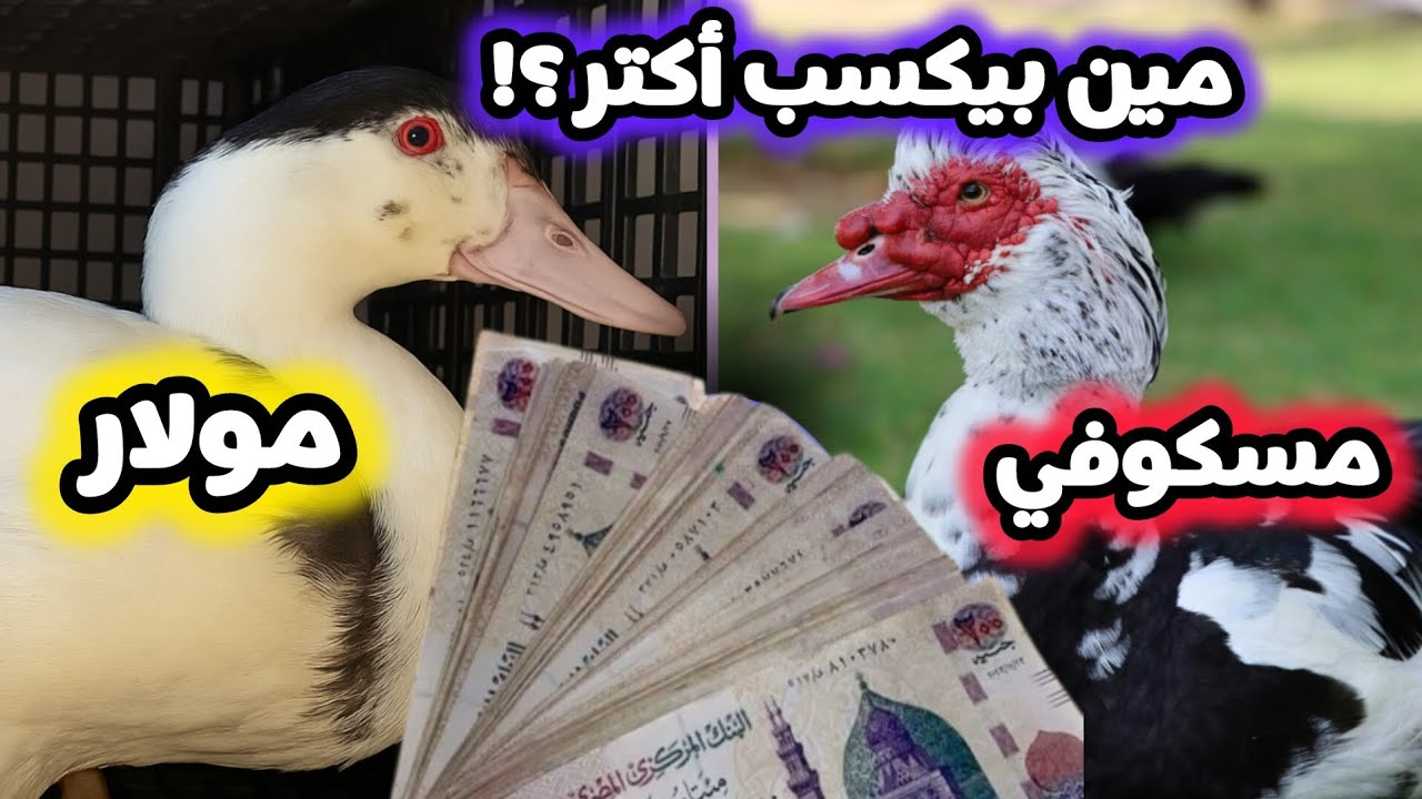 مشروع بط رمضان 2025 | الفرق بين البط المسكوفي والمولار وأحسن نوع للربح والتسمين!