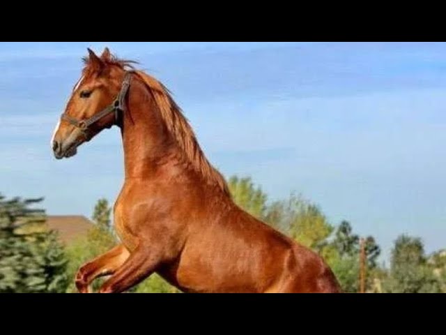Карабахская лошадь. Обзор и Общиая характеристика Лошади - YouTube