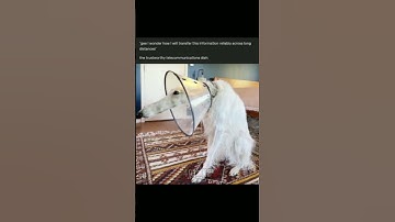 Long dawg #ai #coding #programminglife #tech #codinglife #python #html #css #windows