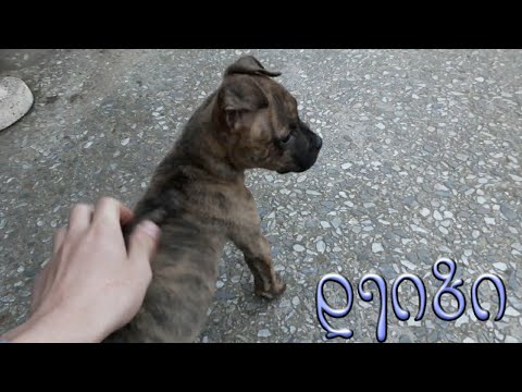 2 თვის და 10 დღის დეიზი