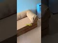 Sofa Bed Gen Z ala Pinterest 🤍 Teddy Sofa Bangun Karya | Estetik & Nyaman!