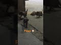 cute Pappies Masti karte huye #puppies #shortsfeed #puppy #cutepuppy #doglover #petlovers #doggies