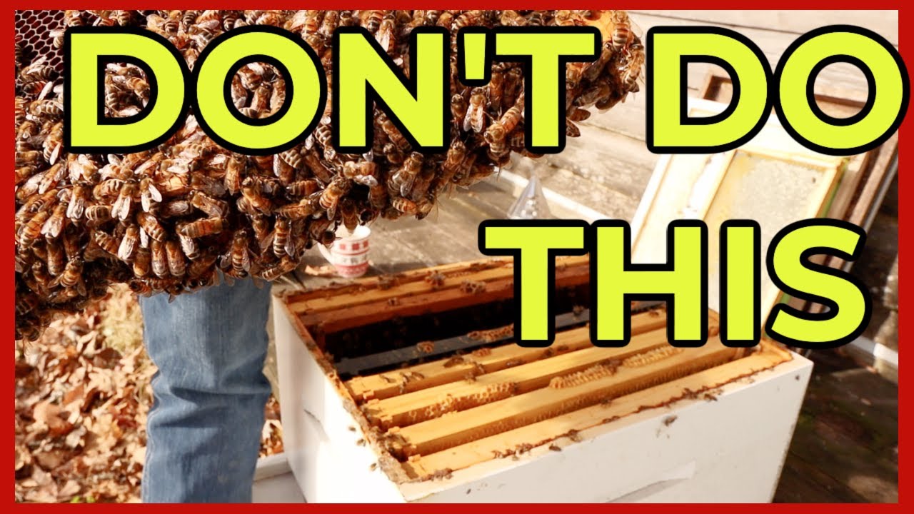 Beekeeping | I Do Not Recommend You Try This & Find Out Why - YouTube