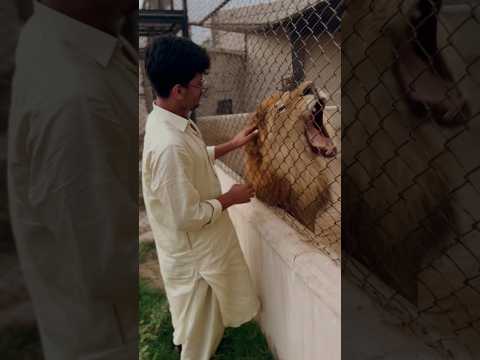 Simba playing with Omer Farooq