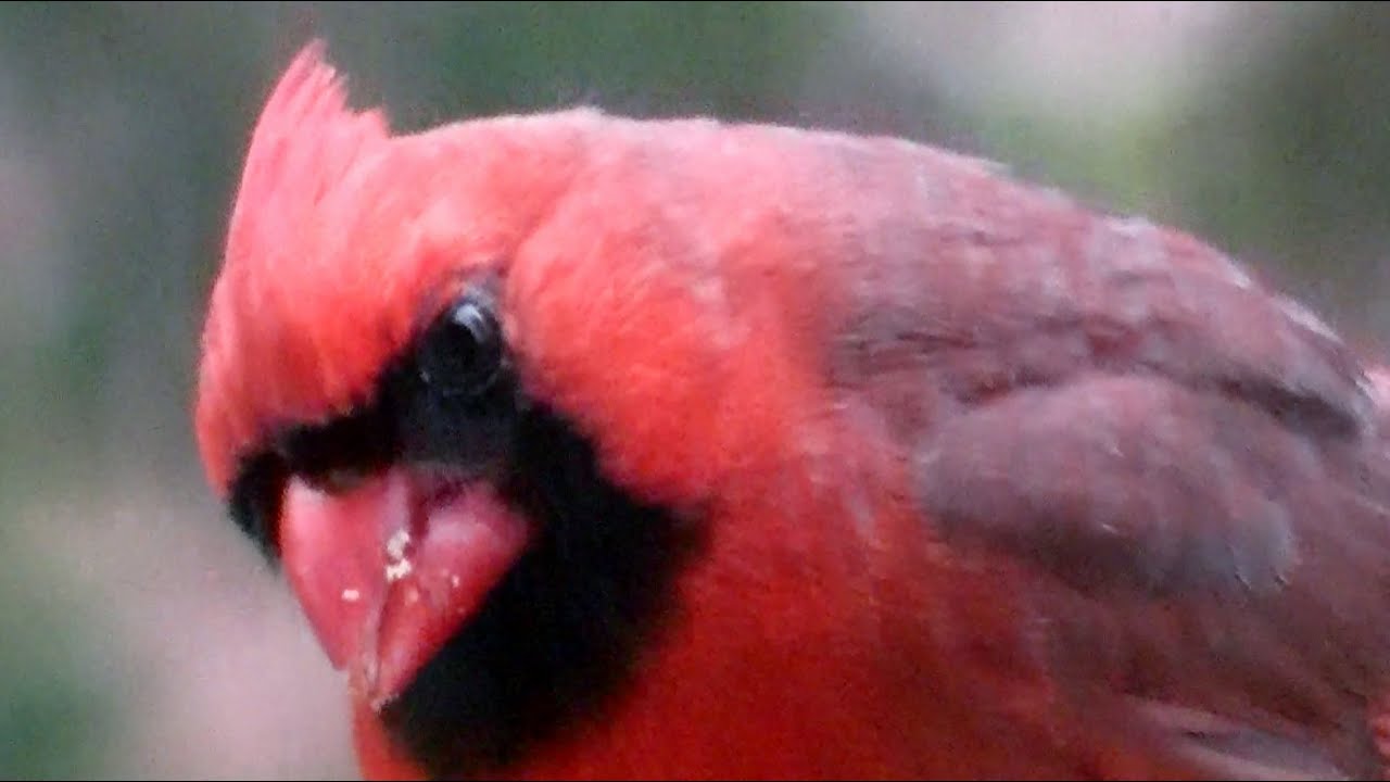 Audubon North America in HD ! (NEW FILM 2013 ) Full Movie ! YouTube