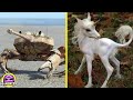 Top 7: Animales Que Verás Por Primera Vez en tu Vida II