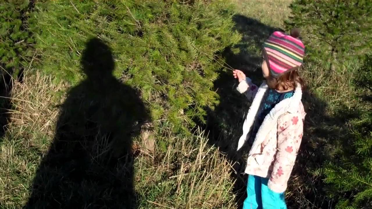 Christmas Tree Farm - 2011 - YouTube