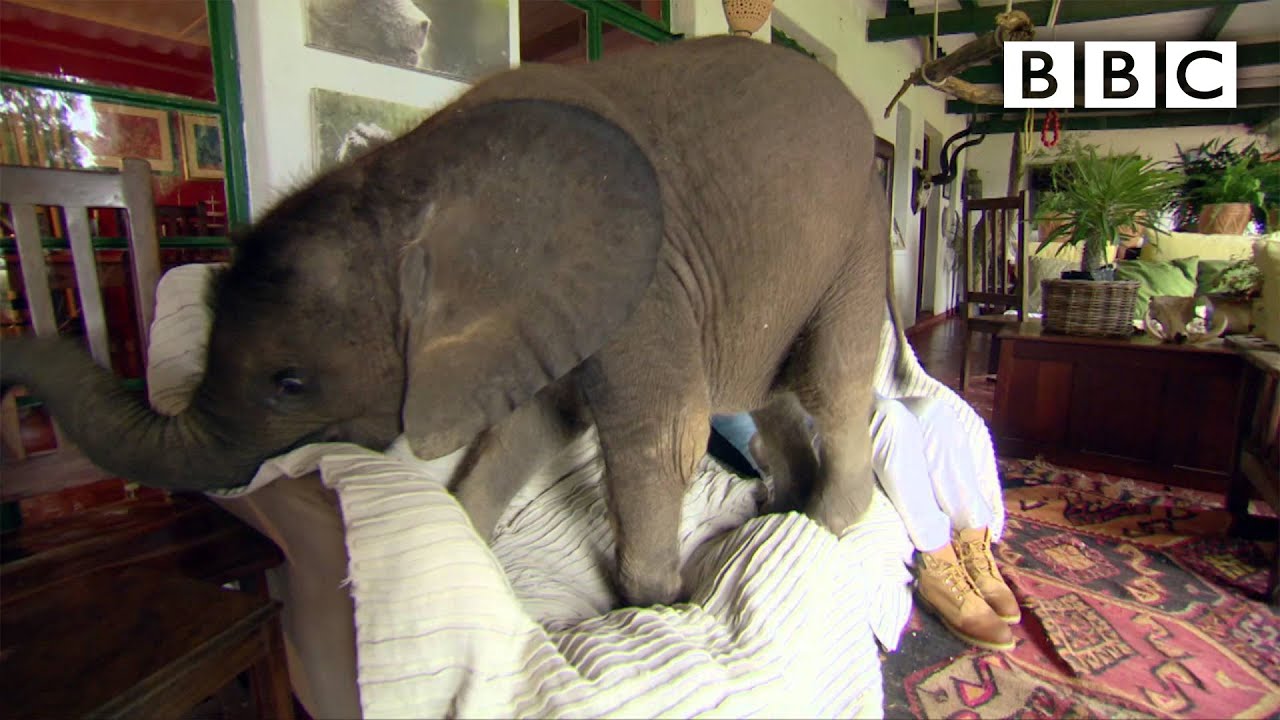  Baby elephant causes havoc at home - BBC