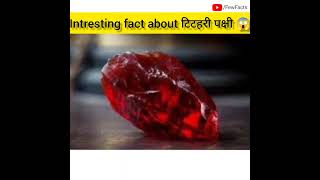 Intresting fact about 'टिटहरी पक्षी'🔥🔥 (Pewit Bird) #facts #youtubeshorts #shorts#animals