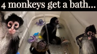 What’s it like giving 4 monkeys a bath? # monkeys #spidermonkey #animals #capuchin