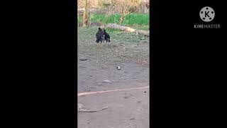 Cocks fight 😁😁😁😁😁😁😁🥰🥰🥰🥰🥰🥰🥰🥰🥰🥰