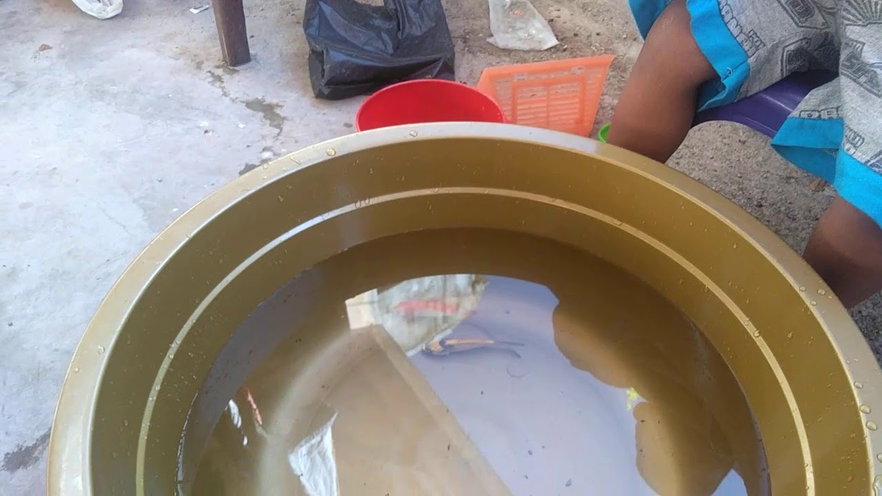 Radit Maen Tangkap Ikan Sendiri Di Halaman  Rumah  YouTube