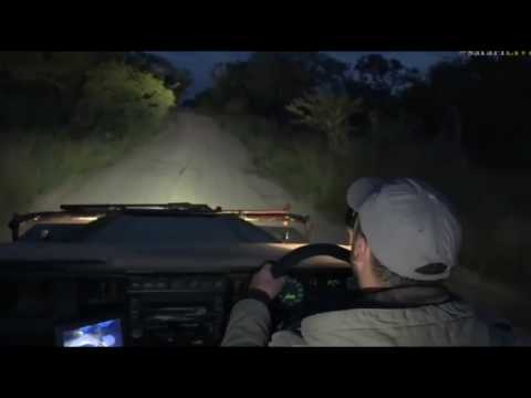 sindile faku April 15, 2017- Hyenas moving quickly down the road as Byron attempts to keep up