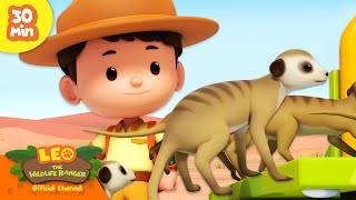 Animals Living in Groups! 🐾👨‍👩‍👧‍👦 Meerkat, Fish & more! | Leo the Wildlife Ranger | Kids Cartoons by Leo the Wildlife Ranger - Official Channel 34,032 views 1 month ago 31 minutes