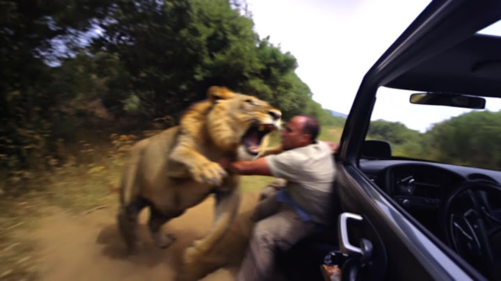 Los Ataques de Animales Más Sangrientos De Toda La Historia MARATON!