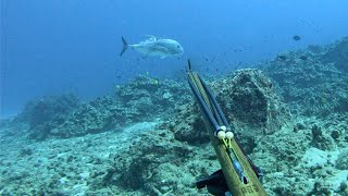 Hawaii Spearfishing Adventure:  UKU, Ulua, & Mu (CCC)