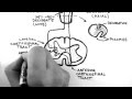 Spinal Pathways 4 - Corticospinal Tract Mp3 Song
