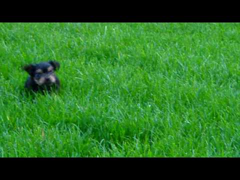 why is my yorkie grass yorkie puppy trying to run through the grass why is my yorkie grass yorkie puppy trying to run through the grass