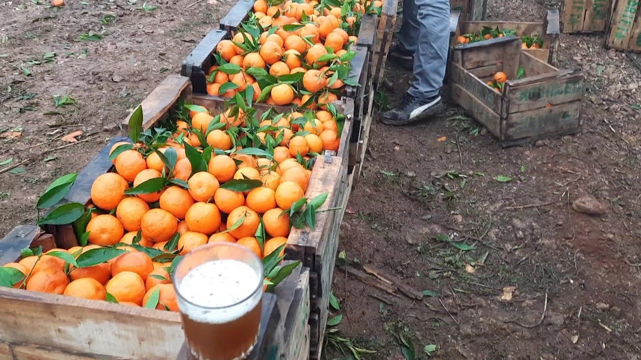 بركان اليوم  .صباح اليوم من العمل _ الشويحية berkane today