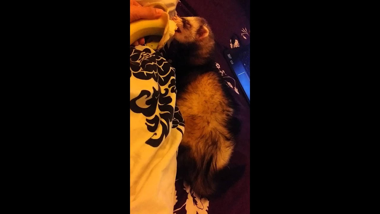 Ferret eating banana YouTube