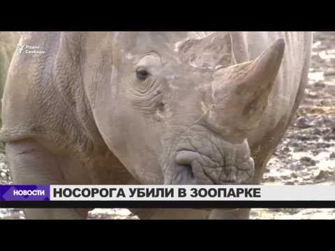 Редкого белого носорога