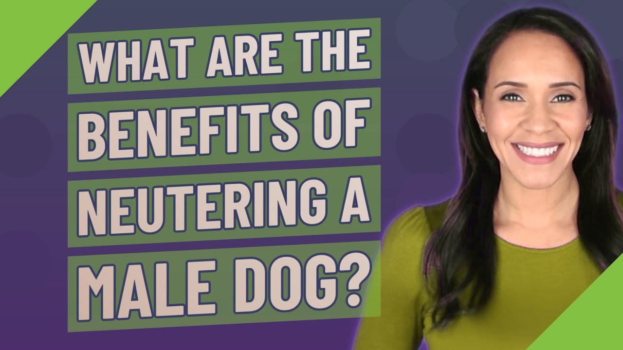 Can A Dog Still Produce Sperm After Being Neutered?