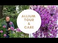 💜Allium Garden Tour ~ Allium Care ~ Y Garden 💜