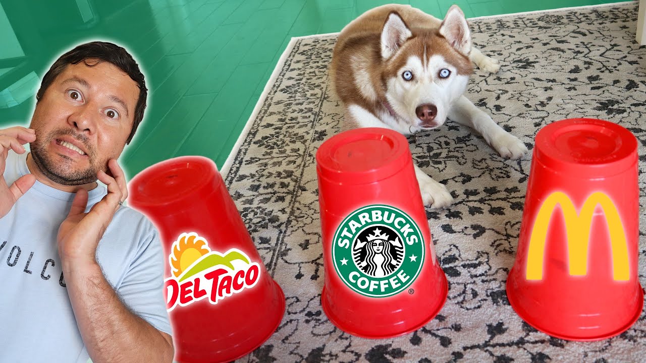 DOGS CONTROL WHAT WE EAT FOR 24 HOURS!