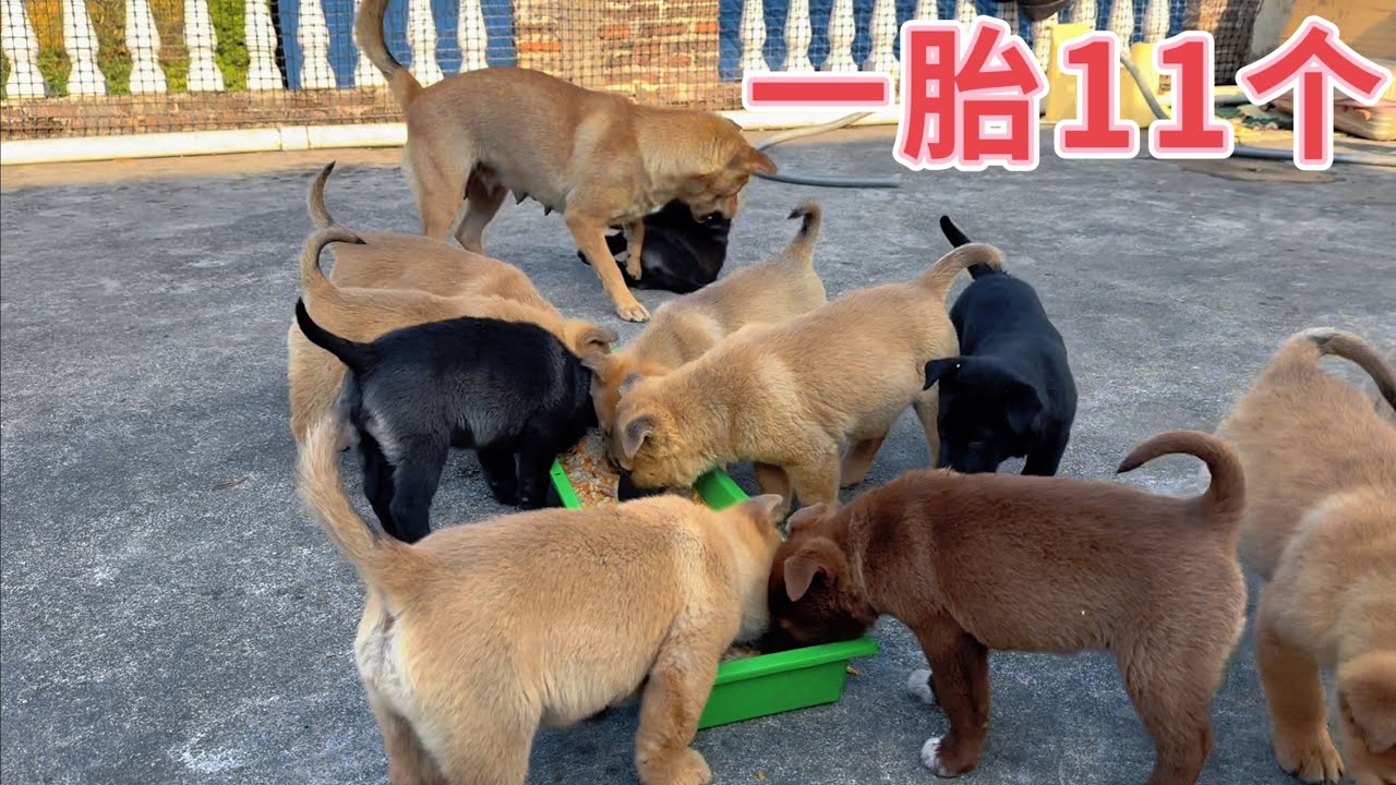 田园犬一胎生11个，2个外地人突然来到，想打包全部小狗买下，老妈急中生智，还好狗狗关在楼顶