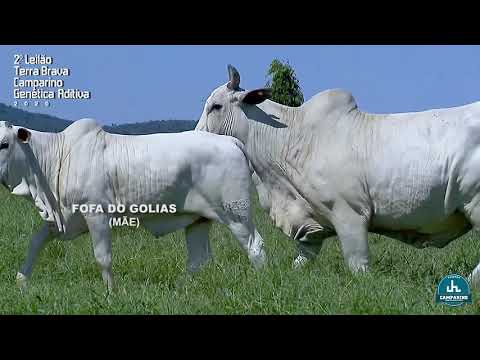 LOTE 15 - JHVM 17742 - 2º Leilão Terra Brava Camparino e Genética Aditiva