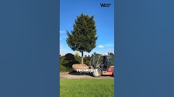 Tree Harvesting Without Root Damage on a Large Plantation in Belgium #shorts