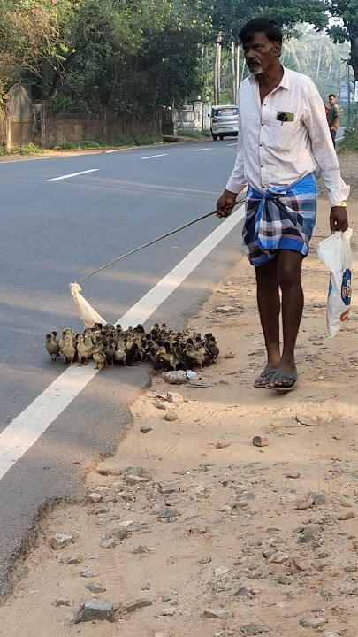 ഈ കുഞ്ഞി കാലും വെച്ച് എത്ര ദൂരം നടക്കും 😭😳❤️ #littleducks #road #trendingshorts