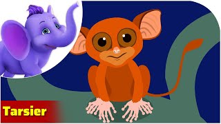 Tarsier / Weird Animal Songs / Appu Series